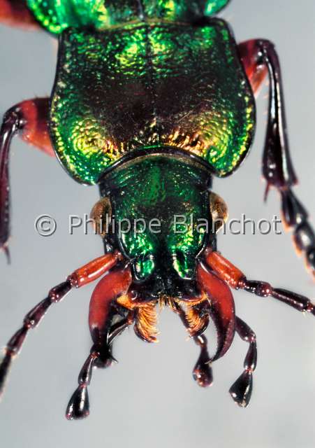 Carabus auratus 2.JPG - Carabus auratus (Portrait)Carabe doreGolden ground beetleColeopteraCarabidaeFrance
